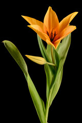 Tulipe botanique à fleur orange sur fond noir