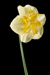 Fototapeta na wymiar Narciisse hybride à fleur jaune
