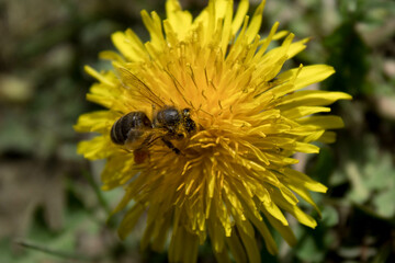 A bee perched on a yellow flower. Pompom flower.