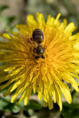 A bee perched on a yellow flower. Pompom flower.