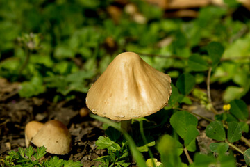 Mushrooms