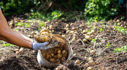 Naklejka na ściany i meble harvesting potatoes. Good potato harvest.