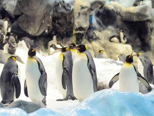Black and White Colored Penguin