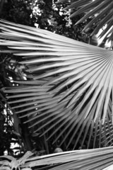 palm tree fronds in black and white