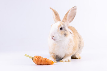 Lovely bunny easter fluffy rabbit, healthy rabbit eat carrot on white background. The Easter white...