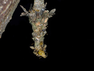 hang on bagworm symbiosis with ants