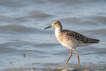 bird, möve, natur, wasser, tier, meer, beach, wild lebende tiere, 