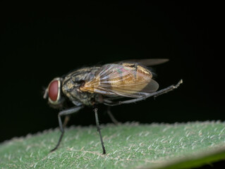 closeup wing of house fly on the leaf
