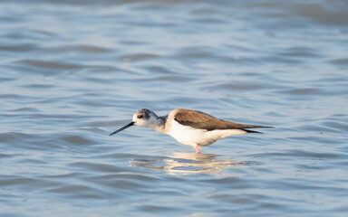 bird, möve, wasser, meer, natur, tier, wild lebende tiere, gull, ozean