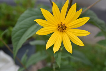 yellow flower in the garden