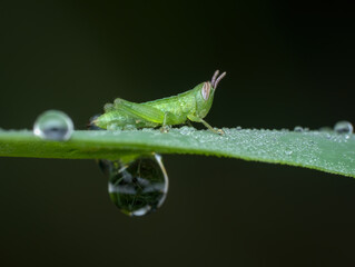 grasshopper nimfa with dew drops on the grass - obrazy, fototapety, plakaty