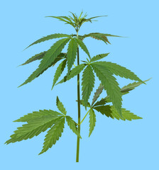 cannabis sativa