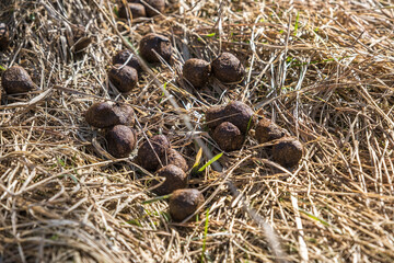 Obraz premium many balls of moose or deer dung on dry grass