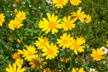 Färberkamille Anthemis tinctoria, Cota tinctoria