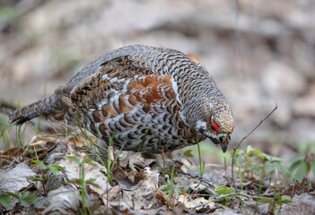 Hazel grouse in a nesting area in a mixed forest