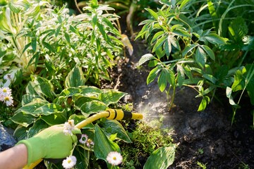 Woman watering flowerbeds with a hose in garden