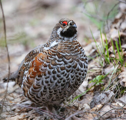 Hazel grouse in a nesting area in a mixed forest