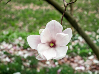 Magnolia blossoms. A half-open flower of a delicate pink magnolia. A magnolia flower on a tree branch in the park. Close-up of one flower taken from above. Background of green grass and fallen petals  © Anastasiia