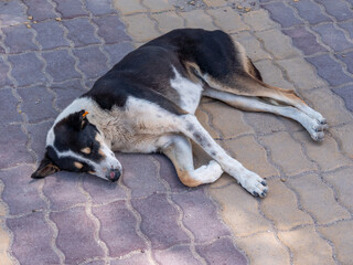 Stray dog in the city. A stray dog sleeps on a city sidewalk.