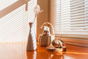 Fototapeta na wymiar Live orange tulips in a basket in a happy easter holiday composition on an orange surface in streaks of light through the blinds with an easter bunny in a white basket by the window