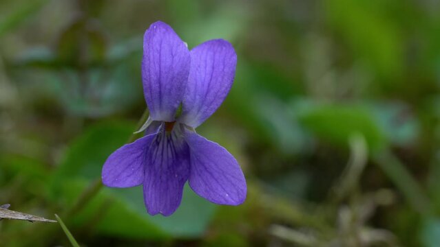 Wild Violet in natural environment (Viola papilionacea) - (4K)