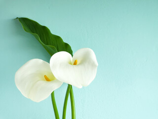 Couple of calla lilies with big green leaf in soft focus on turquoise stucco wall background with copy space. Elegant floral card