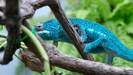 Endangered chameleon on a branch shows off its spectacular electric blue camouflage color.