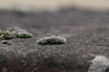 moss on stone