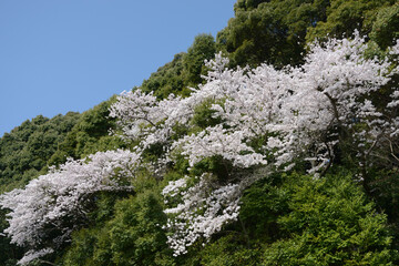 里山の満開の桜