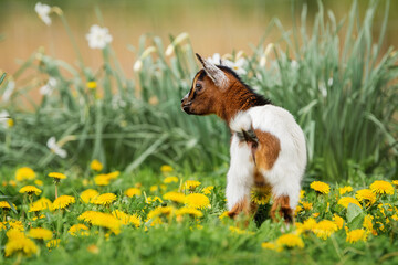 Little lovely baby goat in summer. Farm animals.	