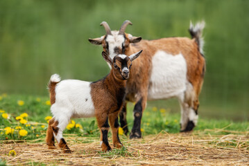 Mother goat with little baby. Farm animals.