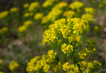 Floral spring background. Yellow Euphorbia flowers with the background out of focus.