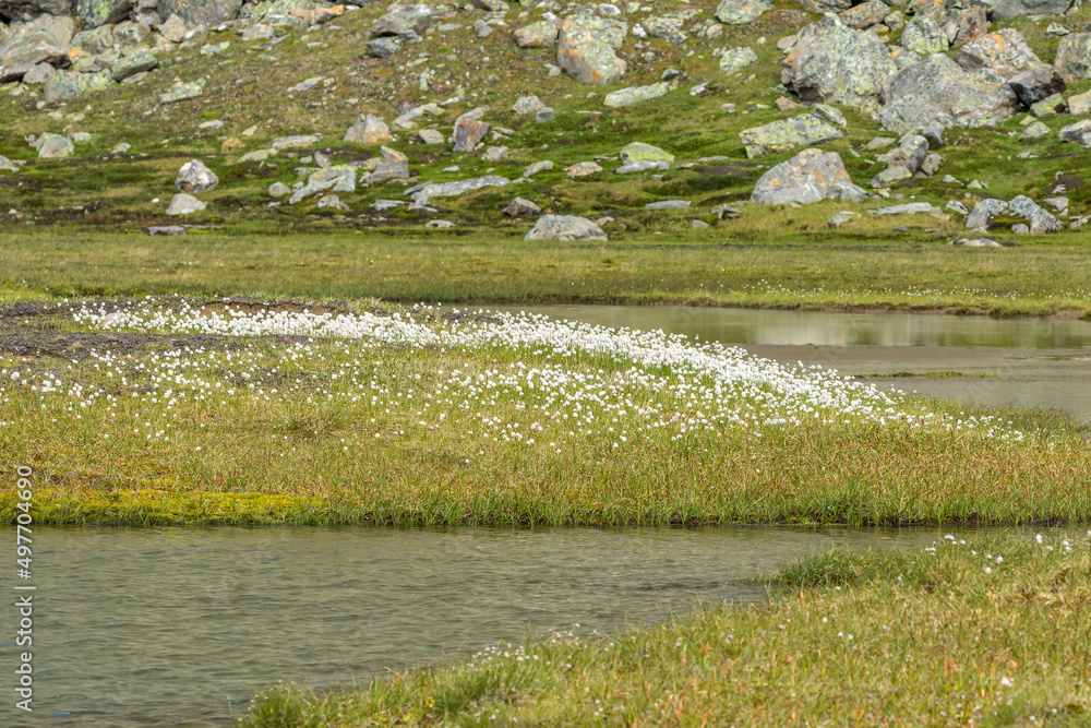 Wall mural Flowering mountain lake in the summer