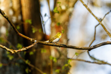 Wood Warbler on a tree branch