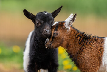 Two little baby goats in summer. Farm animals.
