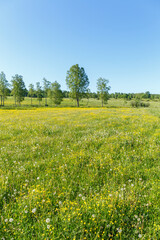 Over Flowered dandelions and buttercups flowers in a meadow