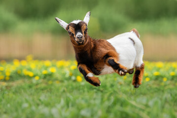 Little funny baby goat jumping in the field with flowers. Farm animals.