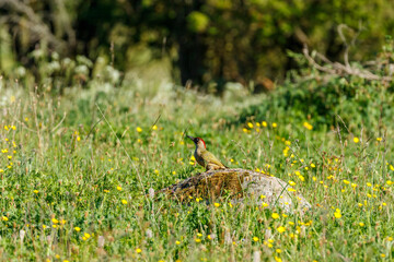 European green woodpecker on a stone in a flowering summer meadow