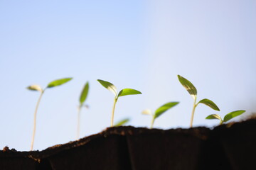 Green seedlings of  young tomato plants  sprout of soil towards the sunlight