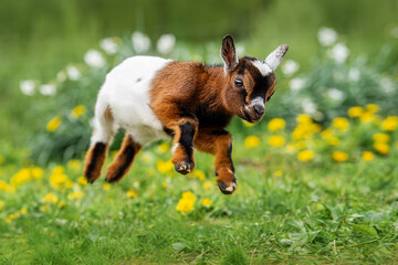 Little funny baby goat jumping in the field with flowers. Farm animals.