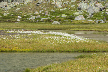 Flowering mountain lake in the summer