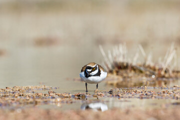 Little ringed plover at a beach looking down