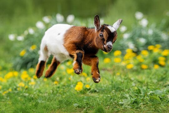 Little funny baby goat jumping in the field with flowers. Farm animals.