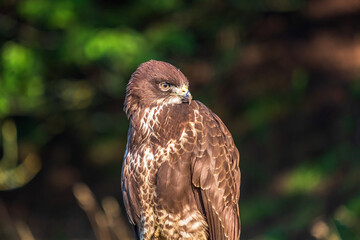 Beautiful Buzzard portrait looking backwards