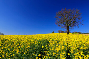 Champ de colza, culture diversifi&eacute;e, huile de colza