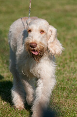 Spinone Italiano walking on the grass in NY