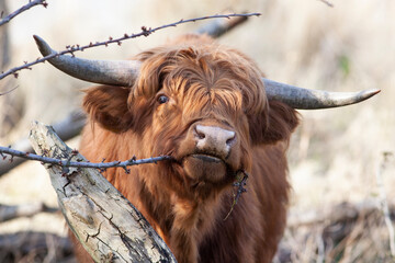 Cute young Scottish highlander eating from a twig