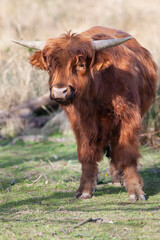 Young Scottish highlander