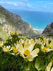 View of the ocean down a valley off Table Mountain, Cape Town, with yellow flowers in the foreground