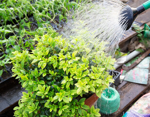 Watering boxwood growing in a pot. Watering the leaves of the plant. - obrazy, fototapety, plakaty